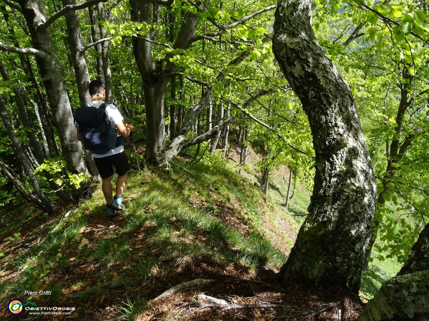 29 Betulle e faggi in Cima di Muschiada.JPG